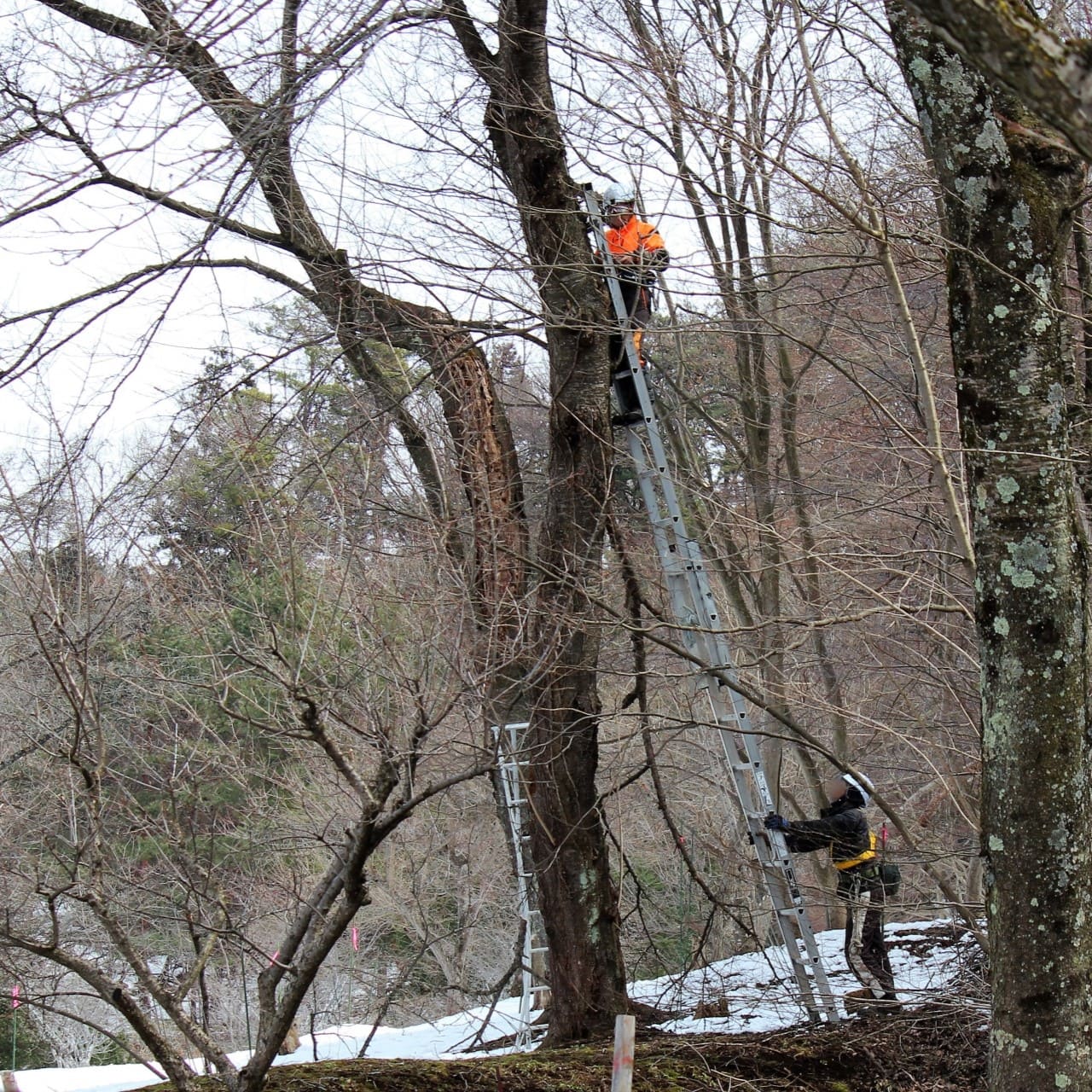 貴島緑地建設について画像